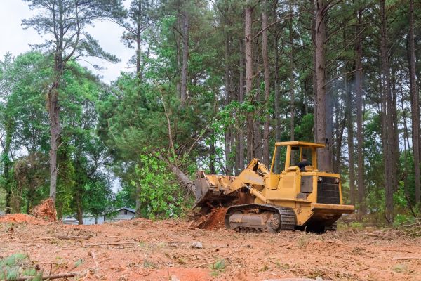 Trees Clearing in Bethlehem