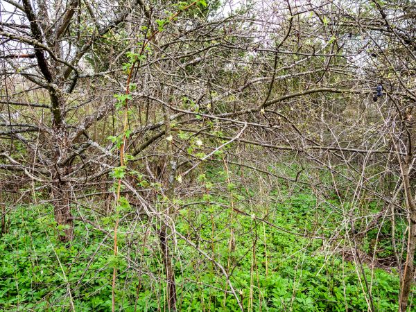 Underbrush Clearing in Bethlehem