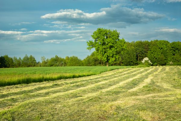 Cost of Vegetation Removal in Bethlehem