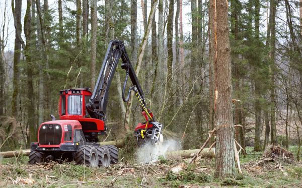 Cost of Forest Clearance Service in Bethlehem
