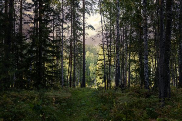 Cost of Pine Tree Clearing in Bethlehem